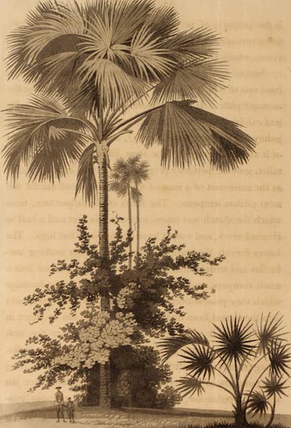 A Talipot Tree on Batticaloe