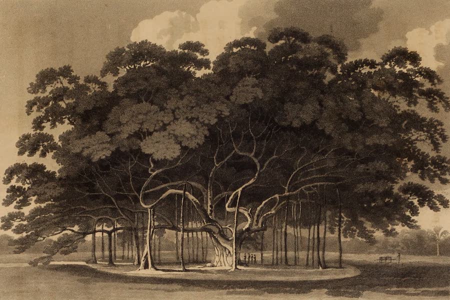 A Description of Ceylon Vol. 1 - Banyan Tree (1807)