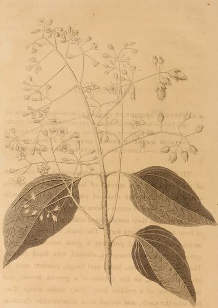 A Description of Ceylon Vol. 1 - Laurus Cinnamonum (1807)