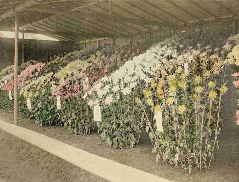 A Model Japanese Villa - Another chrysanthemum bed showing the different varieties. (1900)