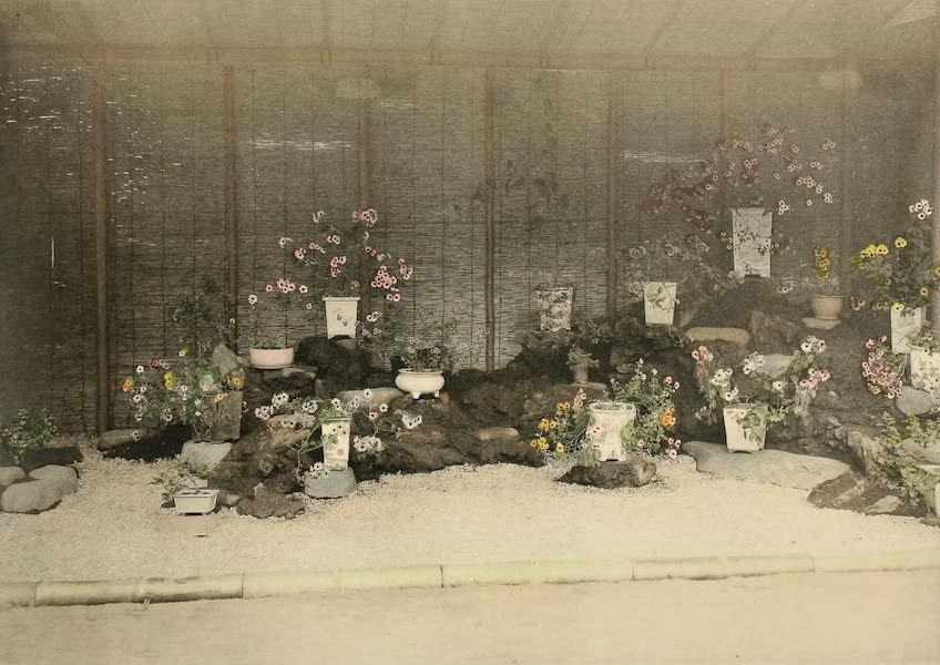 A Model Japanese Villa - Another view of the chrysanthemums in pots artistically arranged. (1900)