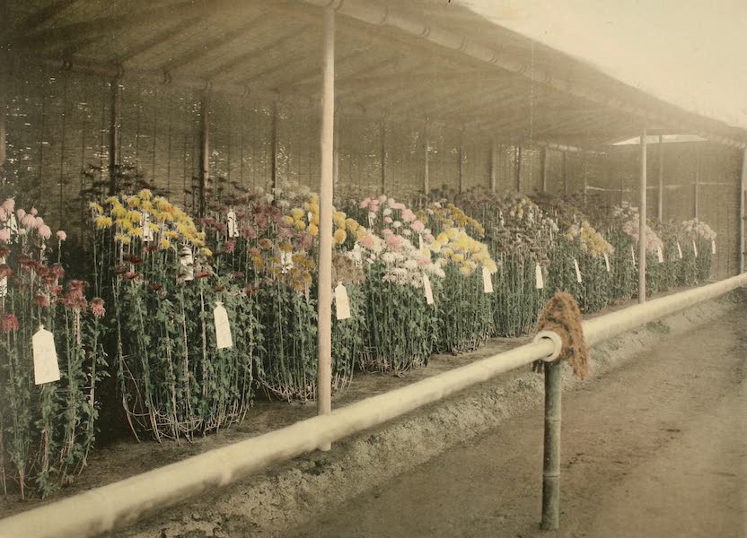A Model Japanese Villa - A chrysanthemum bed with different varieties. (1900)