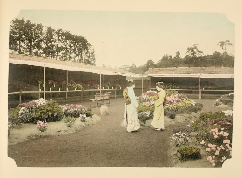A Model Japanese Villa - A view of the chrysanthemum beds in the north end of the garden with two young ladies in the centre. (1900)