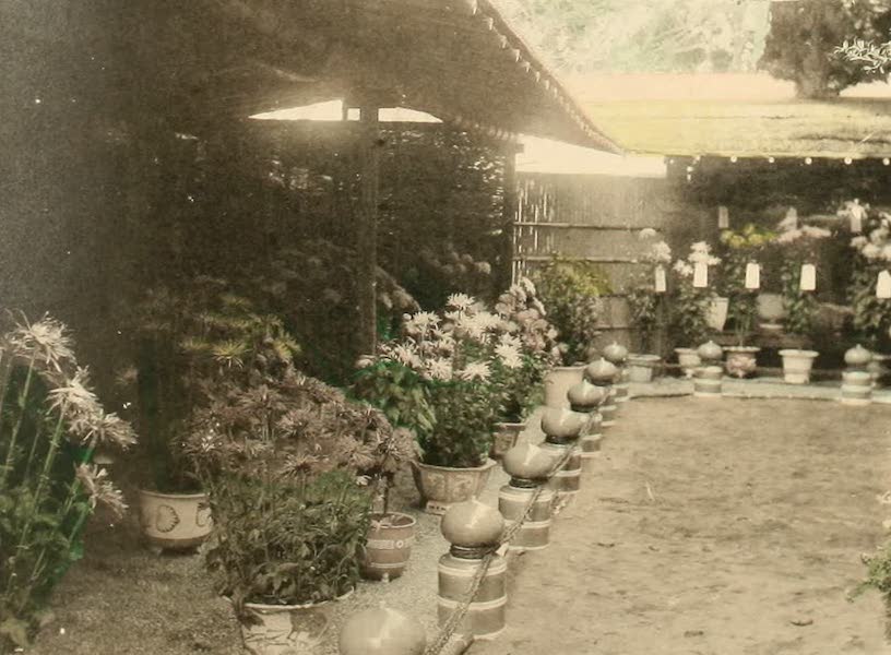 A Model Japanese Villa - The chrysanthemums in pots at the north-west corner of the garden. (1900)