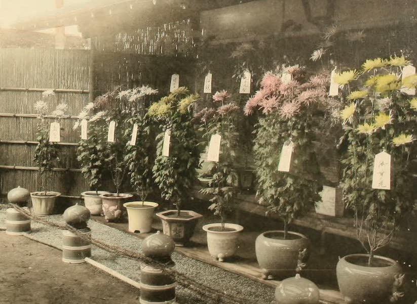 A Model Japanese Villa - Another view of the chrysanthemums in pots at the northwest corner of the garden. (1900)
