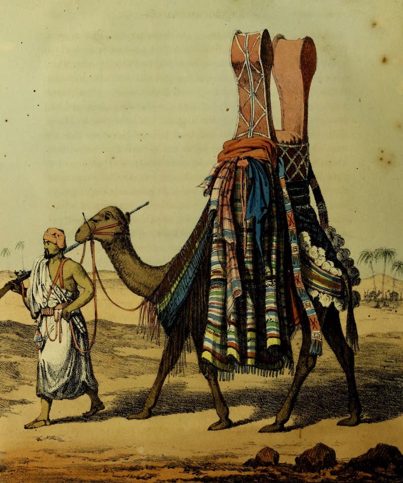 A Narrative of Travels in Northern Africa - Camel Conveying a Bride to Her Husband (1821)