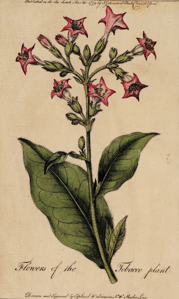 A Treatise on the Culture of the Tobacco Plant - Flowers of the Tobacco Plant (1779)