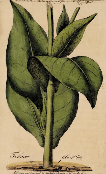 A Treatise on the Culture of the Tobacco Plant - Tobacco Plant (1779)