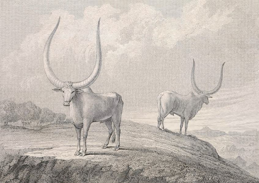 A Voyage to Abyssinia - Sketch of the Sanga or Galla Oxen (1814)