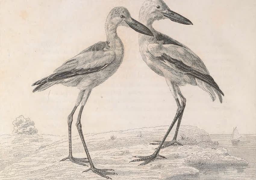 Erodia Amphilensis
