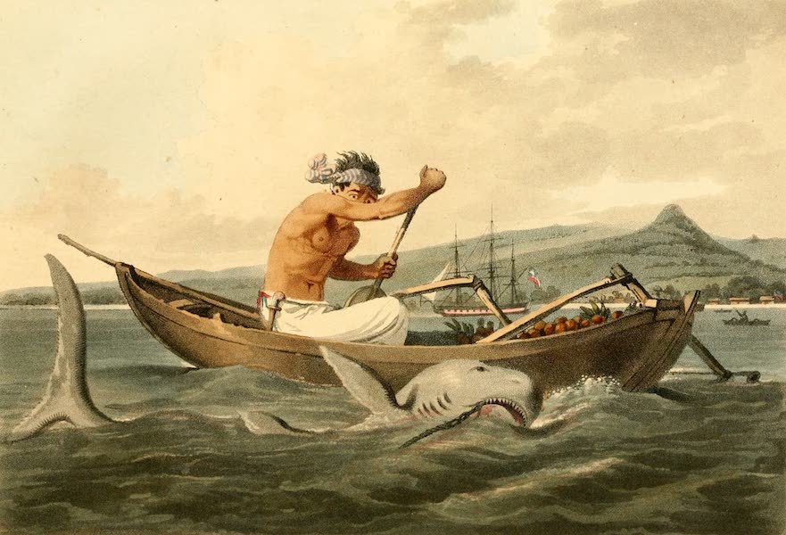 A Voyage to Cochinchina - Javanese and wounded Shark (1806)