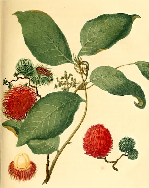 A Voyage to Cochinchina - The Rambootan a fruit of the Poolasang (1806)