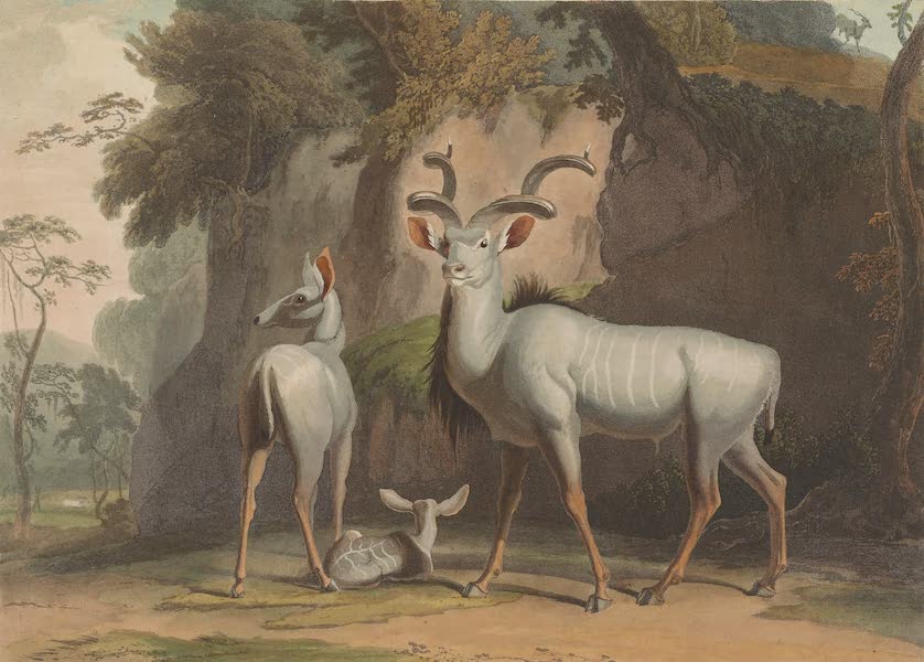 African Scenery and Animals - The Koodoo (1804)