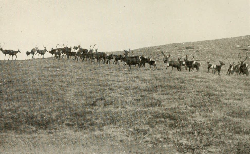 Alaska, Our Beautiful Northland of Opportunity - A Herd of Caribou (1919)