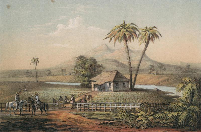 Album Pintoresco de la Isla de Cuba - Vista de una Vega de Tabaco (1855)