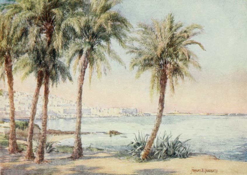 Algiers from the Jardin d'Essai