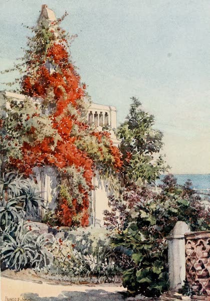 Algeria and Tunis, Painted and Described - Bougainvillaea, Algiers (1906)