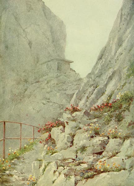 Alpines on the Rochers de Naye