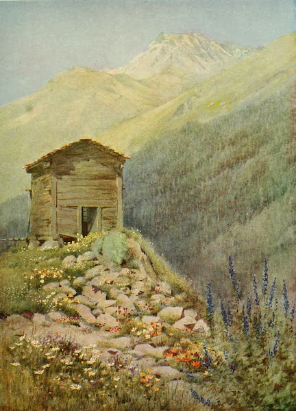 Alpine Flowers and Gardens, Painted and Described - Alpine Garden (the Linnea) at Bourg St. Pierre (1910)