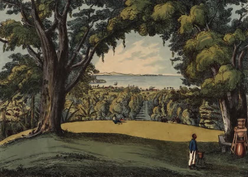 View of the Botanic Garden, St. Vincent, taken from the Superintendent's House