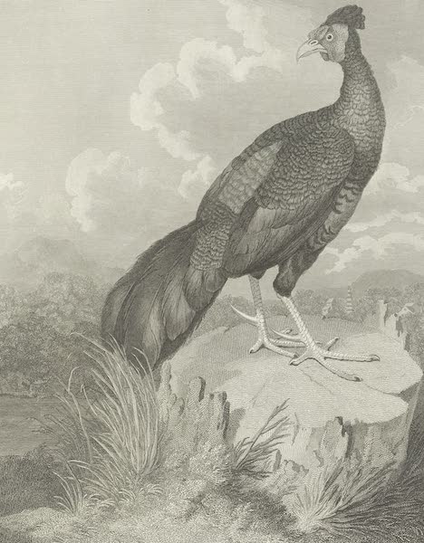 The fire-backed pheasant of Java