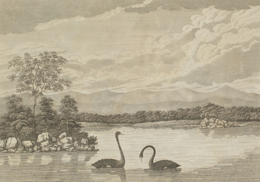 An Historical Account of the Colony of New South Wales - Black Swans of New South Wales: View on Reed's Mistake River (1821)