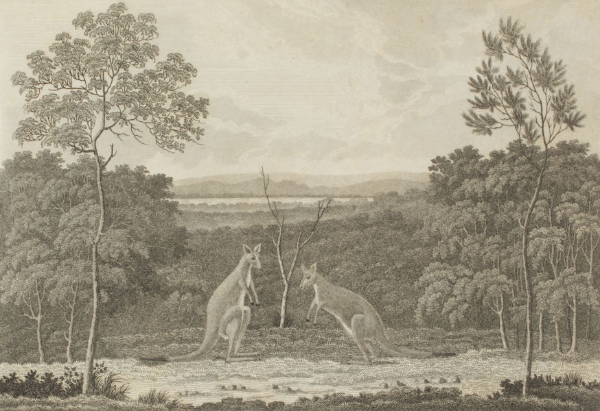 An Historical Account of the Colony of New South Wales - Kangaroos of New South Wales: View from Seven-Mile Hill near Newcastle (1821)