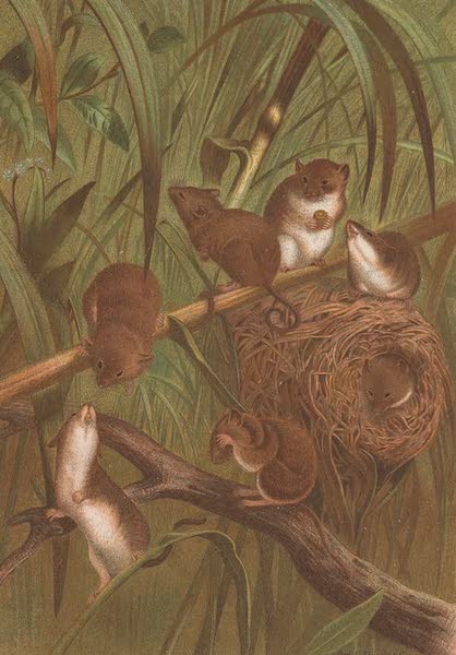 Animate Creation Vol. 1 - Harvest Mouse (1885)