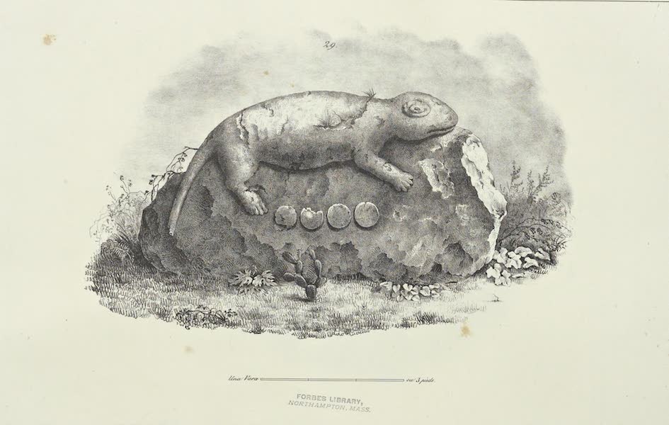 Antiquites Mexicaines - 1er Expedition - Planche XXVII (1844)