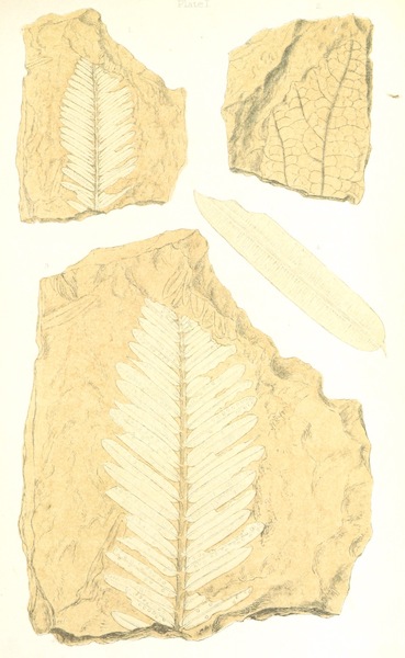 Arctic Searching Expedition Vol. 1 - Fossil Leaves (1851)