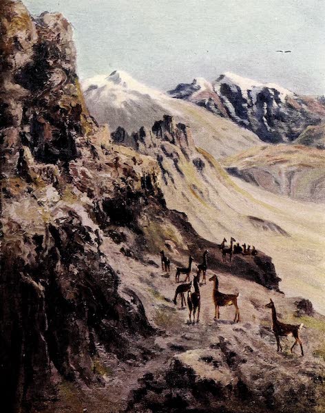 A Guanaco Hunt