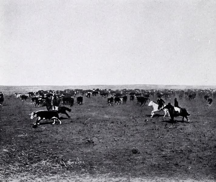 Cattle Punching
