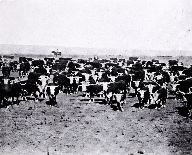 Argentina, Past and Present - Hereford Cattle (1914)
