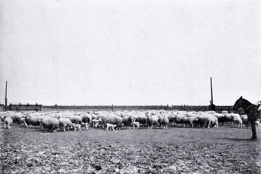 Ewes and Lambs at Las Cabezas