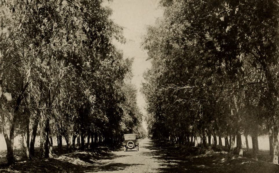 Arizona, The Wonderland - One of the New Tree-Lined Roads in the Salt River Valley (1917)