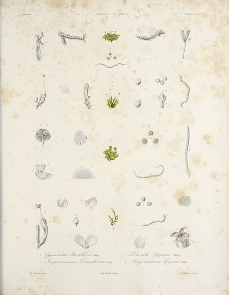 Atlas de Historia fisica y Politica de Chile Vol. 1 - Natural History Plate (1854)
