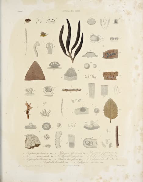 Atlas de Historia fisica y Politica de Chile Vol. 1 - Natural History Plate (1854)