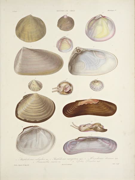 Natural History Plate