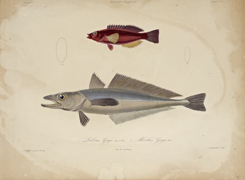 Natural History Plate
