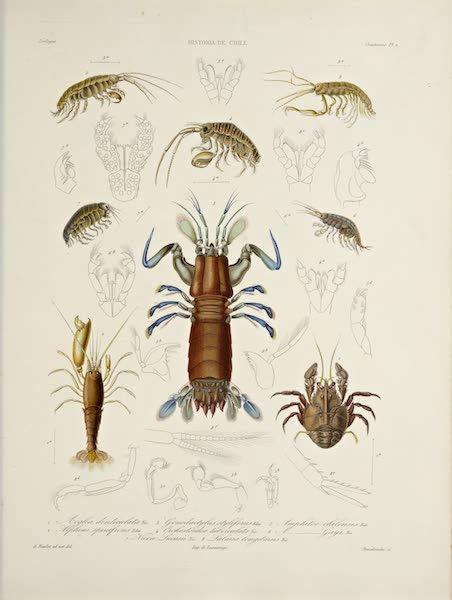 Atlas de Historia fisica y Politica de Chile Vol. 2 - Natural History Plate (1854)