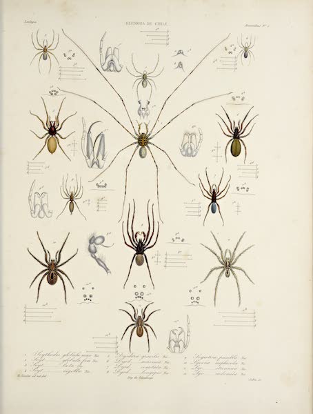 Atlas de Historia fisica y Politica de Chile Vol. 2 - Natural History Plate (1854)