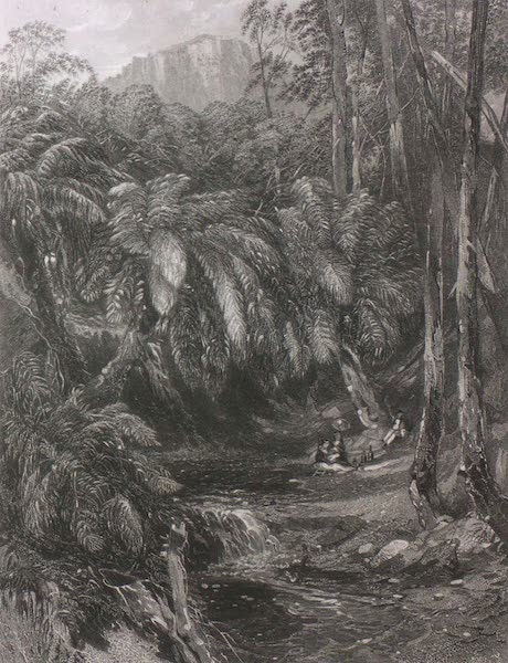 A Fern-Tree Valley