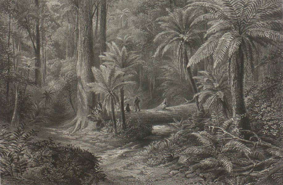 Australia Vol. 1 - Fern-Trees (1873)