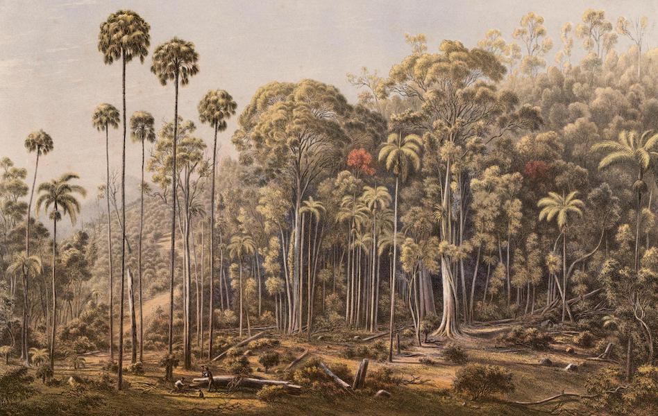 Australian Landscapes - Cabbage Tree Forest, American Creek, N.S.W. (1866)