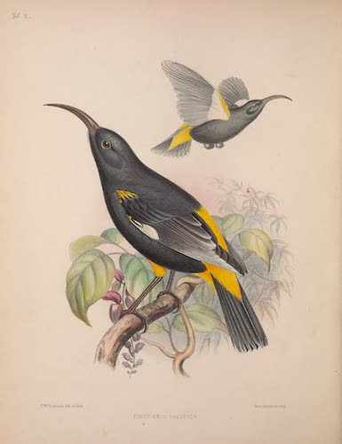 Aves Hawaiienses : the Birds of the Sandwich Islands - Drepanis pacifica (1890)