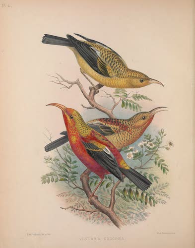 Aves Hawaiienses : the Birds of the Sandwich Islands - Vestiaria coccinea [II] (1890)