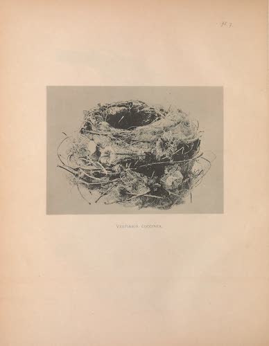 Aves Hawaiienses : the Birds of the Sandwich Islands - Nest of Vestiaria coccinea (1890)