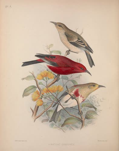 Aves Hawaiienses : the Birds of the Sandwich Islands - Himatione sanguinea (1890)