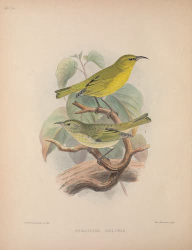 Aves Hawaiienses : the Birds of the Sandwich Islands - Himatione chloris (1890)
