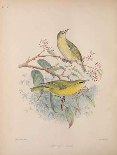 Aves Hawaiienses : the Birds of the Sandwich Islands - Himatione virens (1890)